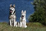 SIBERIAN HUSKY 522
